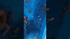 Unicomp Teknoloji - Gıda X-Işını-Fıstık Testi